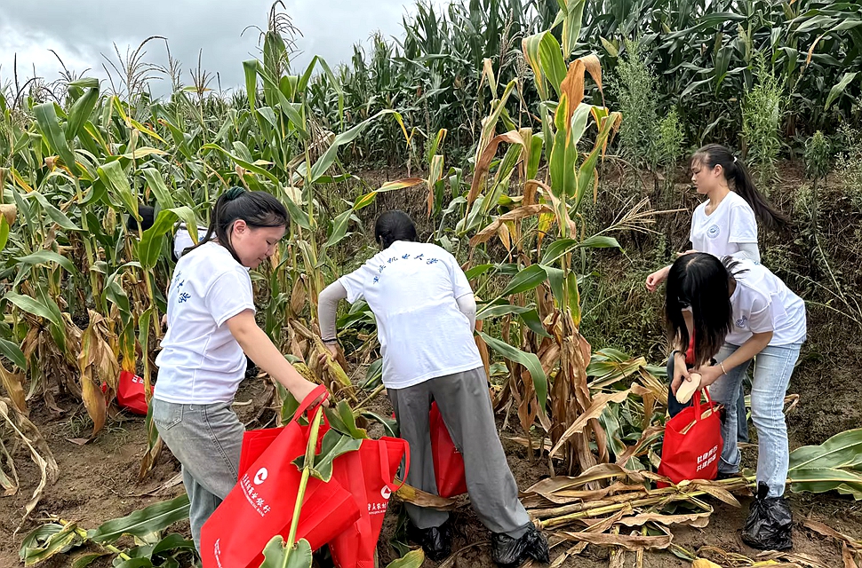 三下乡-田间3 三下乡-田间3